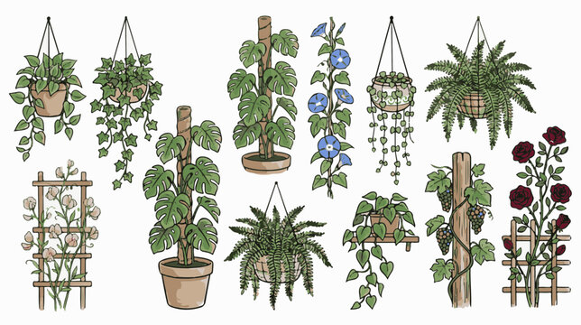 Vintage climbing plants and hanging baskets vector set, hand drawn botanical houseplant collection, garden greenery illustrations