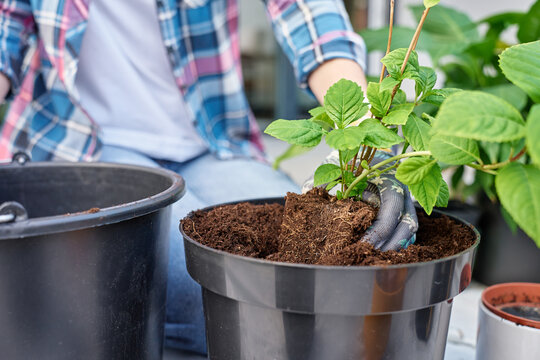 Woman transplanting plant into larger pot while gardening outdoors