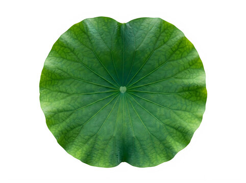 Top view of a vibrant fresh green lotus leaf with intricate radial venation pattern and textured surface, isolated on transparent background