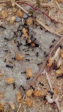 Fourmis au travail