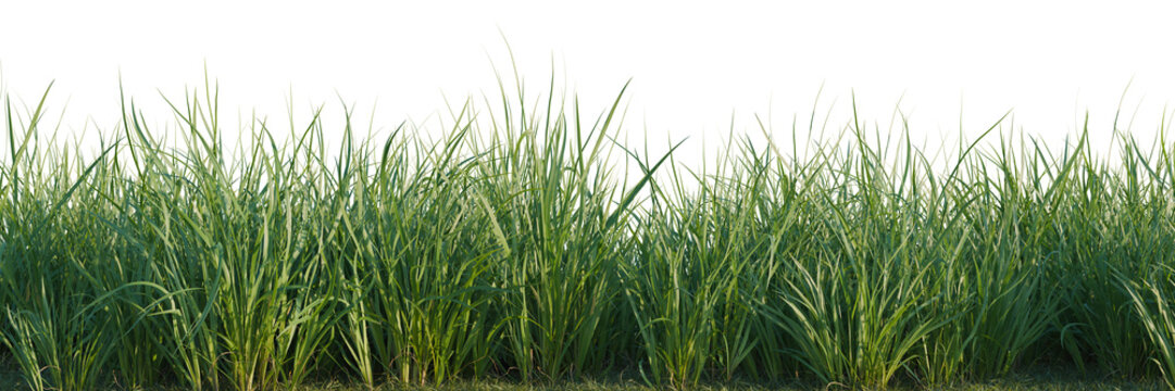 Acorus calamus tree line, Forest Edge, Backdrop cutout, isolate transparent background, Detailed Green Grass Border with Natural Texture - Perfect for Website Design & Backgrounds