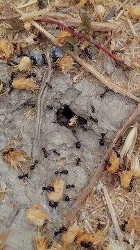 Fourmis au travail