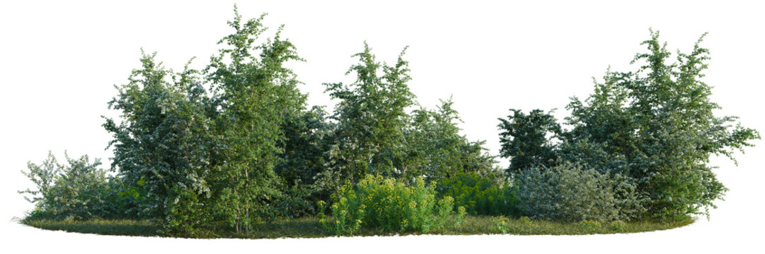 Caltha palustris, Crataegus monogyna and Euphorbia palu tree line, Forest Edge, Backdrop cutout, isolate transparent background