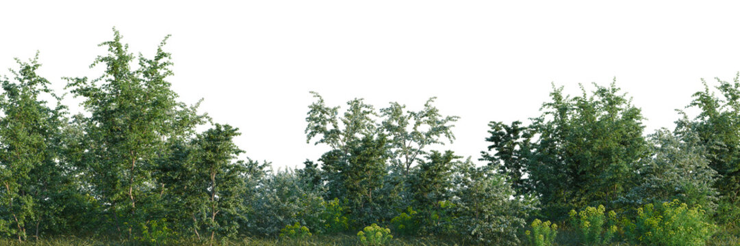 Caltha palustris, Crataegus monogyna and Euphorbia palu tree line, Forest Edge, Backdrop cutout, isolate transparent background, Lush green forest landscape with dense foliage