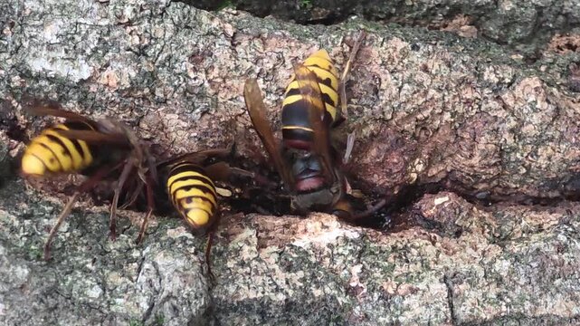 
Asian giant hornets feeding on tree sap on oak bark, 4K macro video#005


