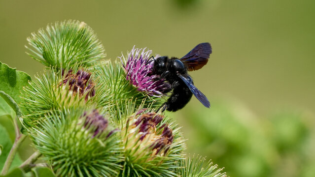 violet carpenter bee resting on a purple thistle flower