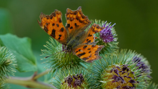 comma butterfly resting on a thistle flower