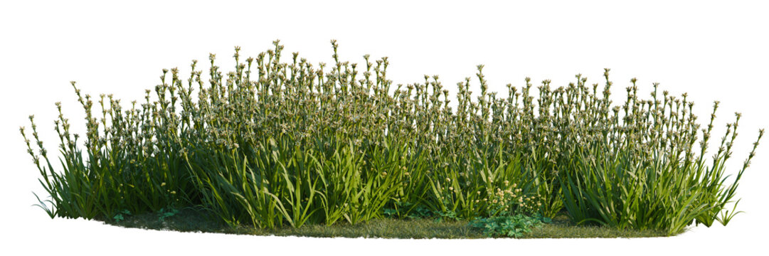 Sisyrinchium striatum and Trollius europaeus tree line, Forest Edge, Backdrop cutout, isolate transparent background