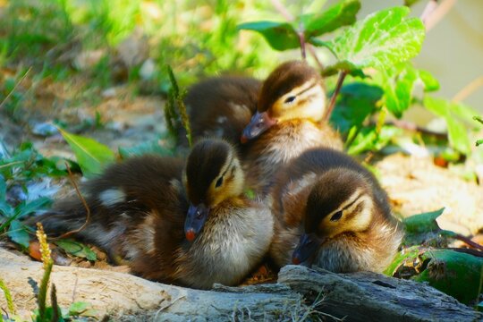 Cute newborn baby ducks enjoy by the lake in a green grass in nature, duck family and babies background, waterbirds