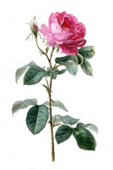 Fototapeta premium Vintage botanical rose illustration.