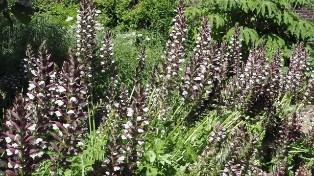 Acanthus mollis Bear's Breeches a spring summer flowering plant with a white summertime flower and a purple hood which open in July and August and is commonly knowns as Bears Breeches