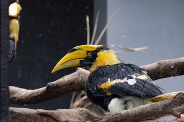 Frontal Portrait of a Great Hornbill on a Perch © foreverhappy