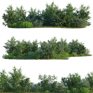 Caltha palustris, Crataegus monogyna and Euphorbia palu tree line, Forest Edge, Backdrop cutout, isolate transparent background, Realistic forest edge with lush greenery