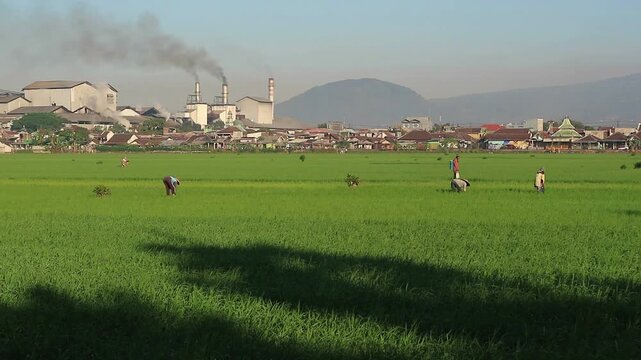 Farmers working in a green rice field with an industrial factory emitting smoke in the background.