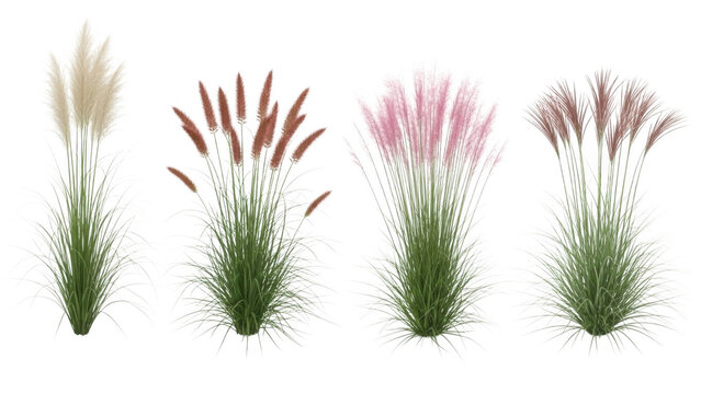 Set of four colorful wild grass plants with green stems