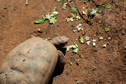 Tortoise walking on packed earth