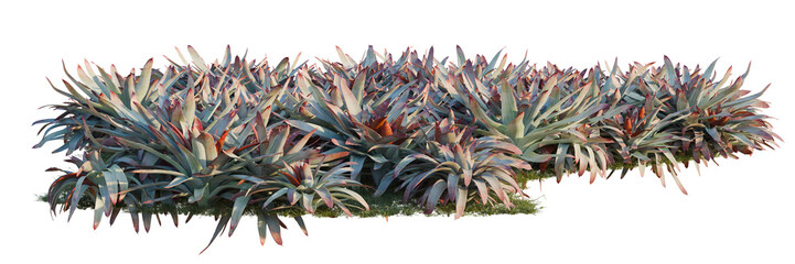 Fototapeta premium Alcantarea imperialisi tree line, Forest Edge, Backdrop cutout, isolate transparent background, Agave Colorata Plant Grouping - Textured Foliage for Landscaping and Design Elements