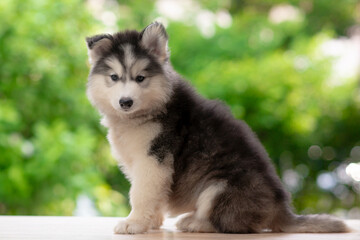 Three quarter view of cute fluffy Siberian Husky puppy sitting on wooden table looking at camera with green bokeh background. © lalalululala