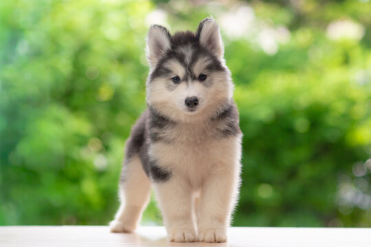 Cute fluffy Siberian Husky puppy standing on wooden floor looking at camera with green nature bokeh background.