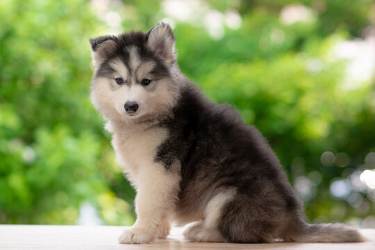 Three quarter view of cute fluffy Siberian Husky puppy sitting on wooden table looking at camera with green bokeh background.