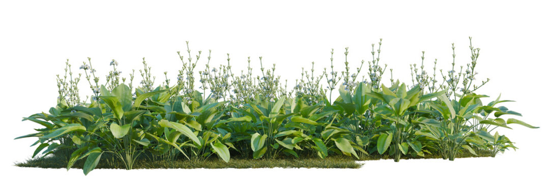 Echinodorus grandiflorus tree line, Forest Edge, Backdrop cutout, isolate transparent background, Liatris Spicata Border with Green Grasses - Lush Garden Bed for Landscape Design Elements