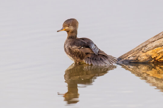 00766-01612 Hooded Merganser (Lophodytes cucullatus) female in wetland Marion Co. IL
