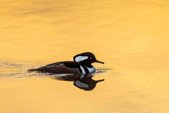 00766-01711 Hooded Merganser (Lophodytes cucullatus) male in wetland at sunrise Marion Co. IL