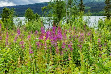 Obraz premium Weideröschen in Schweden in einer Wiese an einem See