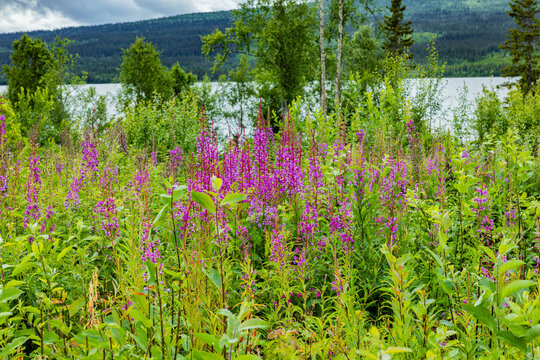 Weider&ouml;schen in Schweden in einer Wiese an einem See
