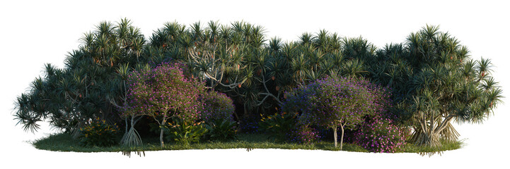 Fototapeta premium Pandanus tectorius, Strelitzia reginae and Tibouchina s tree line, Forest Edge, Backdrop cutout, isolate transparent background, Lush tropical foliage section with varied greenery and colorful blooms