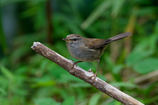 Sunda Bushwarbler from Borneo