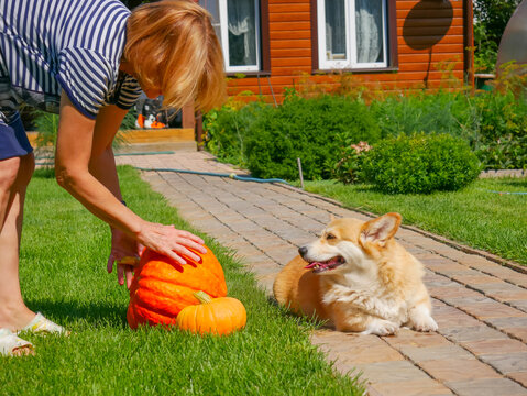 Senior woman with corgi dog preparing orange pumpkins in backyard. Autumn harvest celebration concept. Gardening activity and pet companion in outdoor home environment during sunny day.