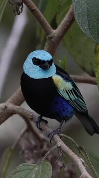 Seven colored tanager perched on leafy branch in tropical rainforest