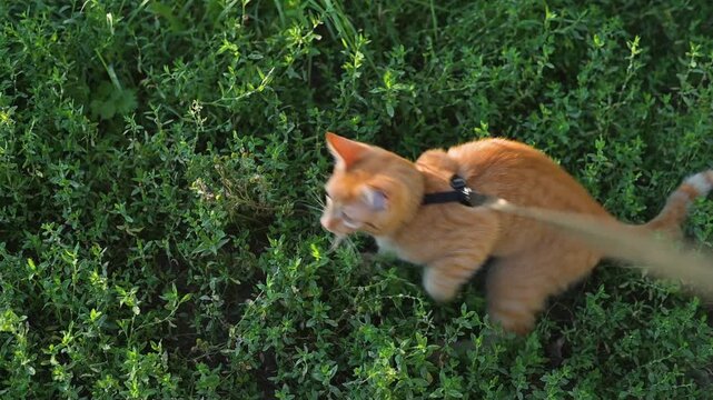 An orange cat wearing a harness is exploring a grassy area. The kitten hears a loud noise and becomes startled