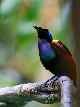 Wilson's Bird-of-Paradise Male from West papua