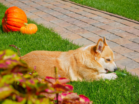 Corgi dog lying on green grass and eating cucumber in backyard. Cute pet with orange pumpkins during autumn. Domestic animal enjoying outdoor sunny day in garden setting. Sunny season.