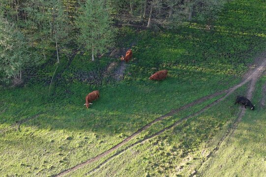 Highland cattle herd grazing in aerial countryside landscape