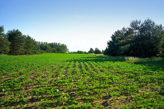Natural breeze affecting seedlings in rural farmland setting