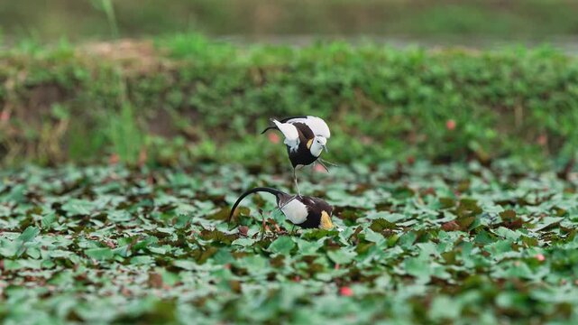 Pheasant tailed jacana mating ritual in slow motion