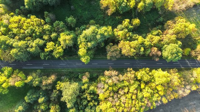 Summer countryside road with trees and grass