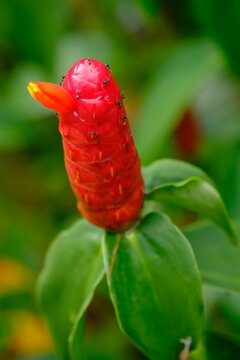 Costus woodsonii, the red button ginger or scarlet spiral flag, is a species of flowering plant in the family Costaceae,