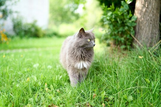 Adorable fluffy cat walking outside in sunshine