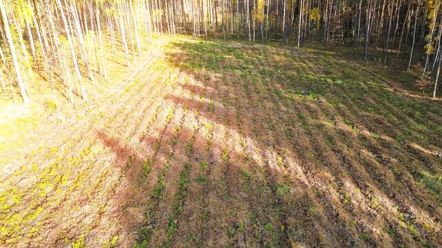New tree growth forming lush woodland vegetation