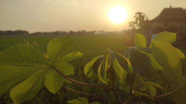 Beautiful sunset view in the cassava plantation. Cassava leaves blowing by the wind when the sunsets.