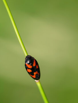Red-and-black froghopper