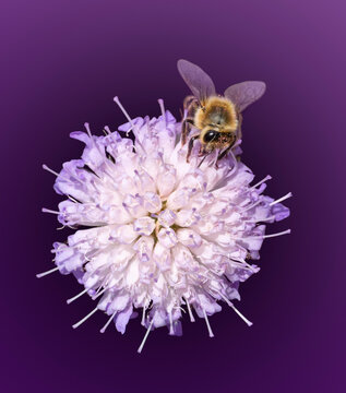 Honey bee on widow flower head