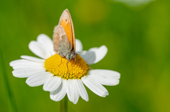 Small heath butterfly