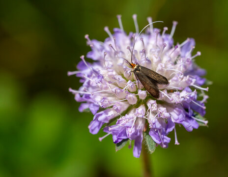 Brassy Long-horn butterfly