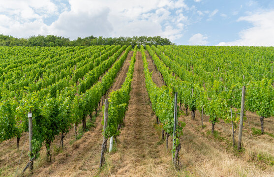 Vineyard