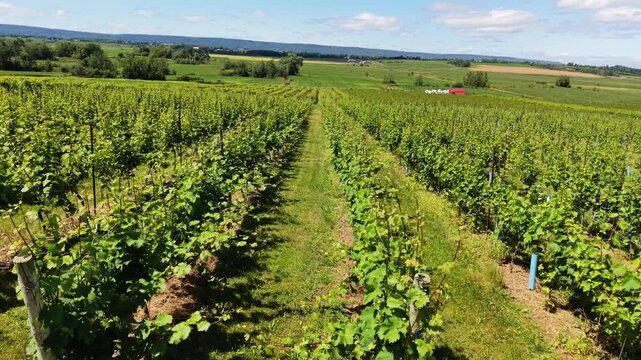 Explore the breathtaking aerial view of a vineyard in Nova Scotia, Canada with lush grape fields stretching under a clear sky